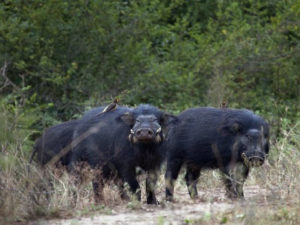 Wildlife Safaris in Rwanda